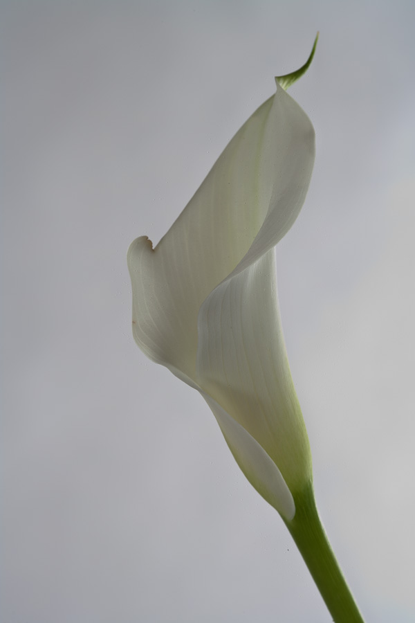 White blossom on white background