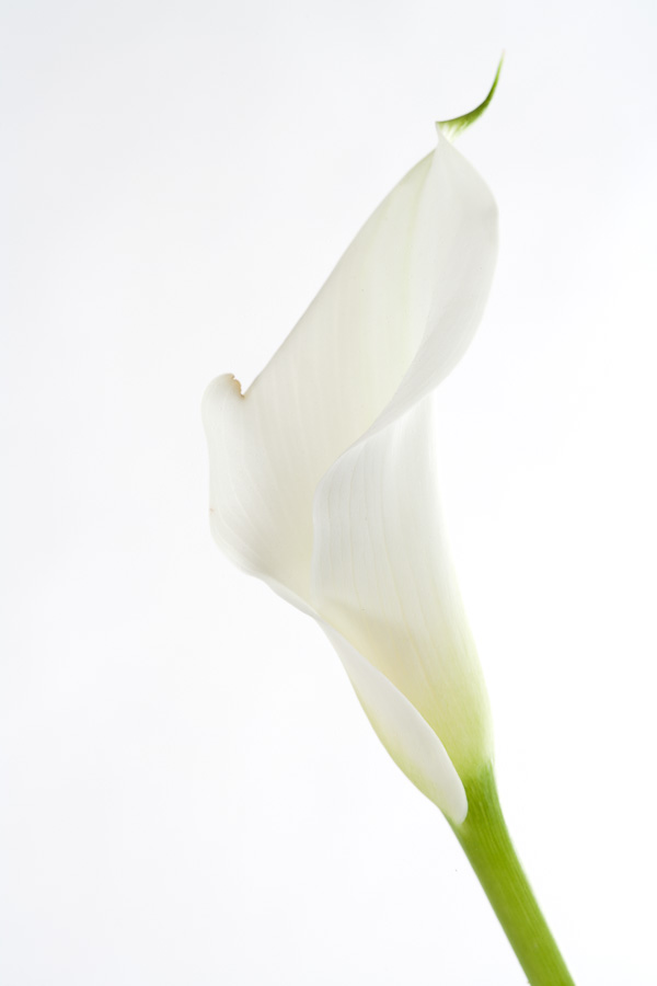White blossom on white background
