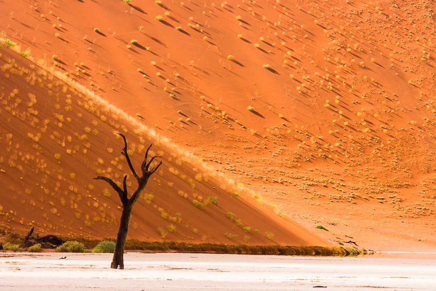 Dead tree in the desert, Namibia