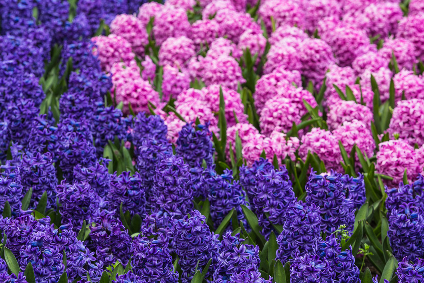 Keukenhof gardens