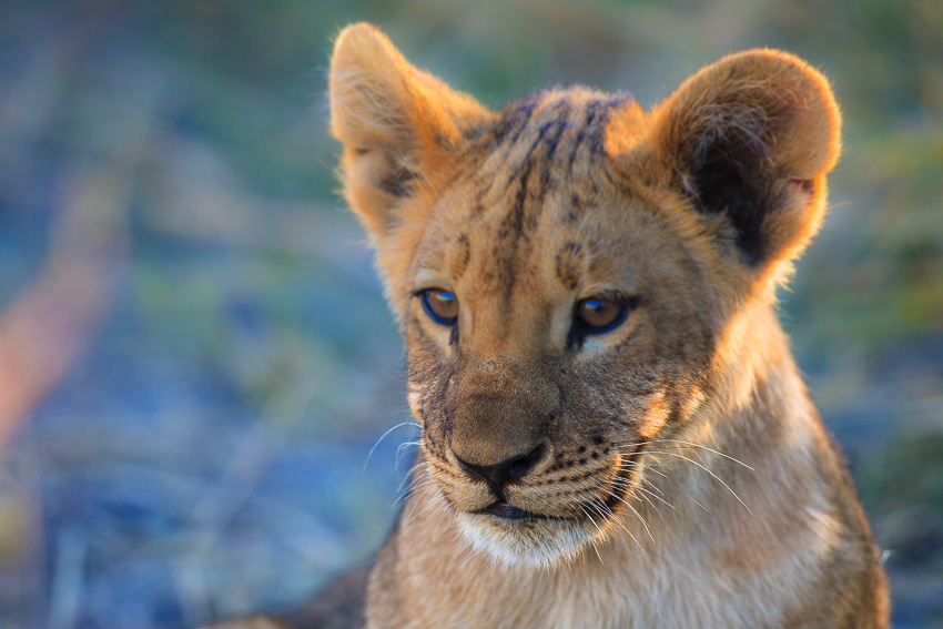 Portrait photo of a little lion cub gazing into the world, Botswana, Africa