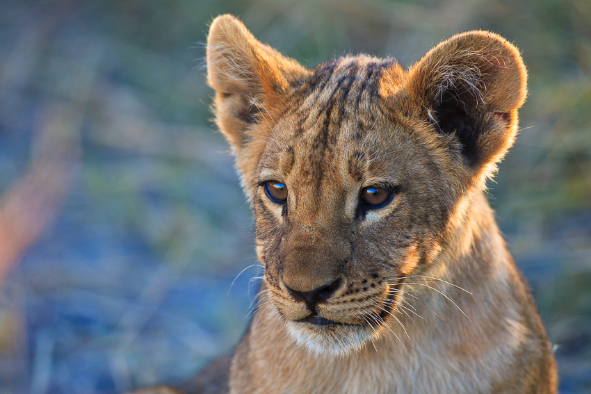Portrait photo of a little lion cub gazing into the world, Botswana, Africa