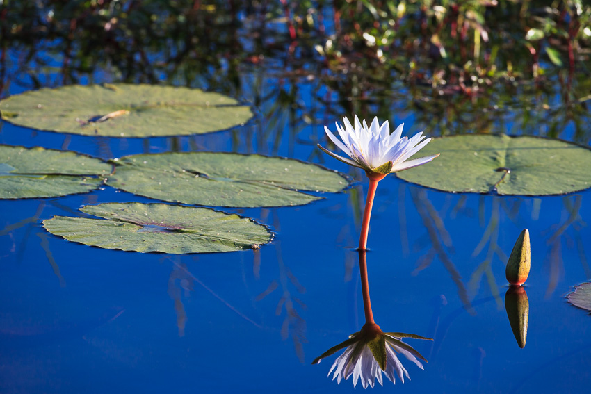 BotswanaFlower in the Okavango Delta in Botswana Photo of a blooming flower in the Okavango Delta in Botswana, Africa