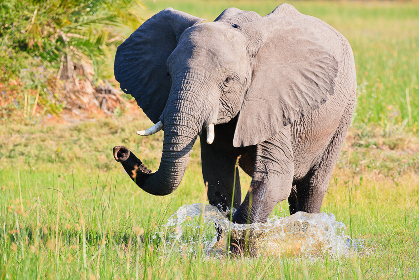 Splashing elephant in the Okavango Delta in Botswana Photo of an african elephant splashing through the water in the Okavango Delta in Botswana, Africa