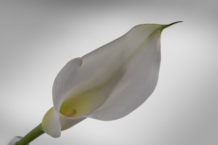 Image of a calla, that is too dark